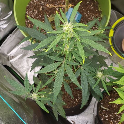 Bonnibel growlog timeline photo