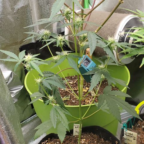 Bonnibel growlog timeline photo