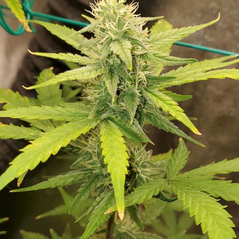 Corkscrew growlog timeline photo