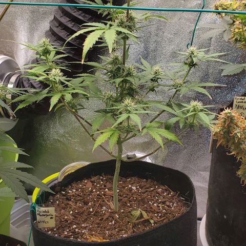 Corkscrew growlog timeline photo