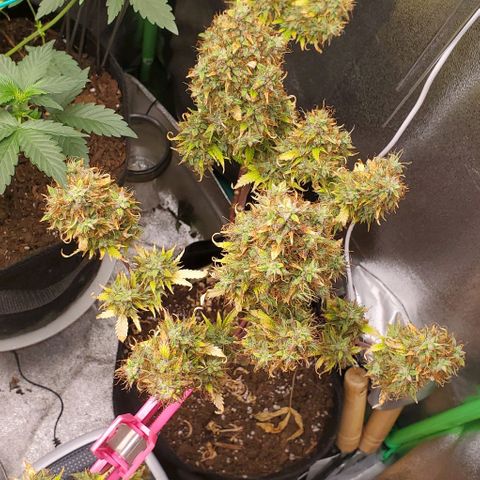 Bubbletwin Candy growlog timeline photo