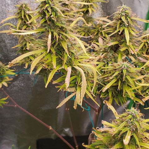 Starla growlog timeline photo