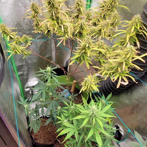 Starla growlog timeline photo
