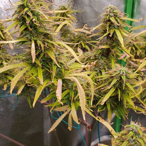 Starla growlog timeline photo