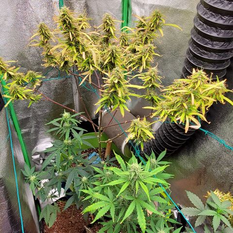 Starla growlog timeline photo