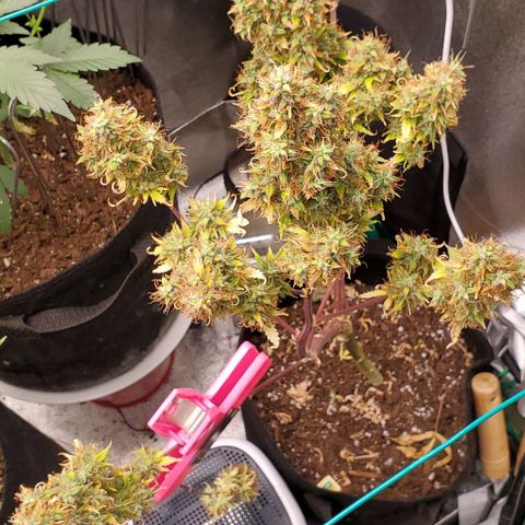 Bubbletwin Candy growlog timeline photo