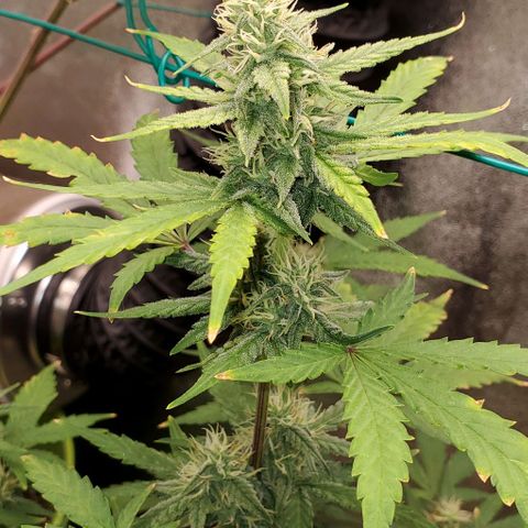Corkscrew growlog timeline photo