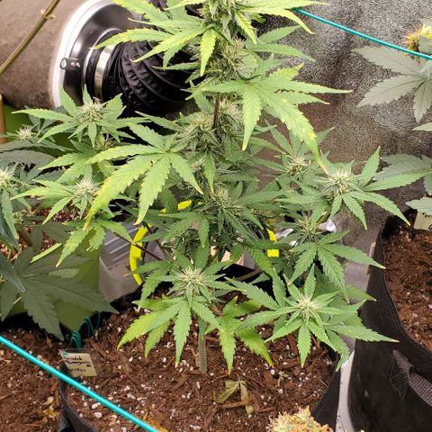 Corkscrew growlog timeline photo