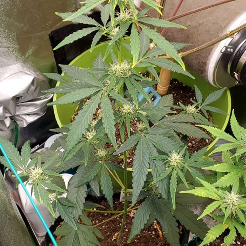 Bonnibel growlog timeline photo