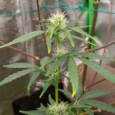 Bonnibel growlog timeline photo