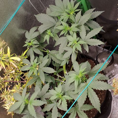 Eve growlog timeline photo