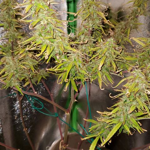 Starla growlog timeline photo