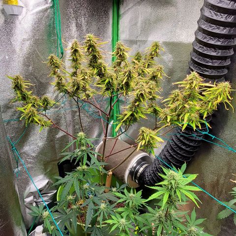 Starla growlog timeline photo