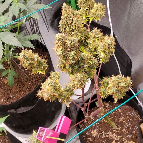 Bubbletwin Candy growlog timeline photo