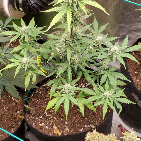 Corkscrew growlog timeline photo