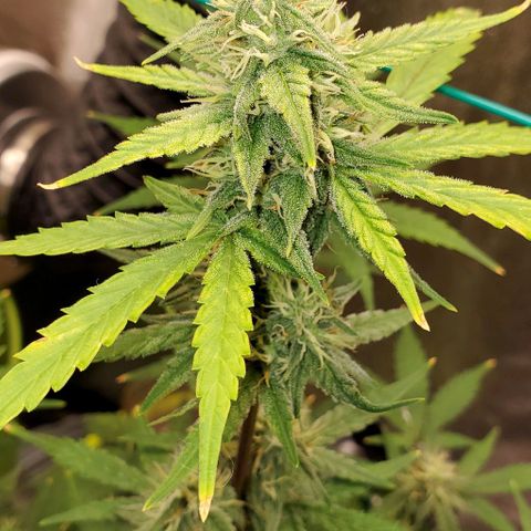 Corkscrew growlog timeline photo