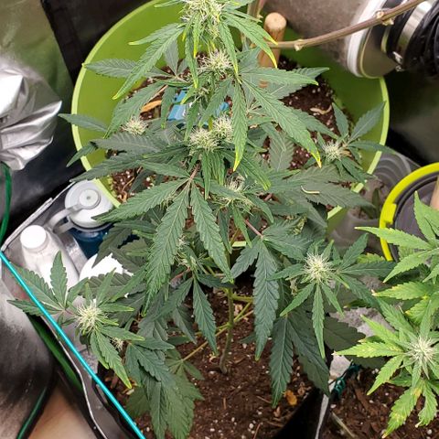 Bonnibel growlog timeline photo