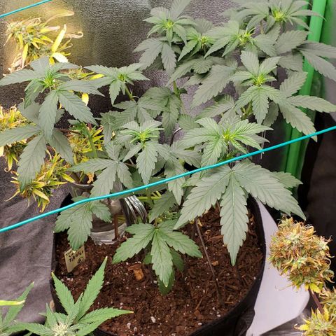 Eve growlog timeline photo