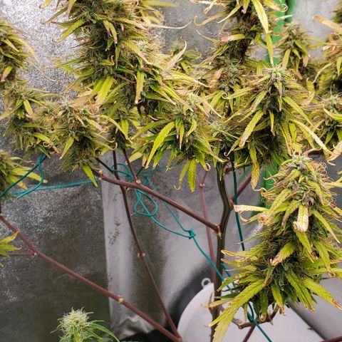 Starla growlog timeline photo