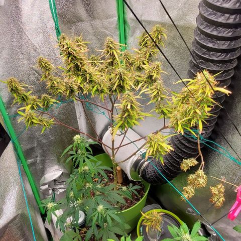 Starla growlog timeline photo