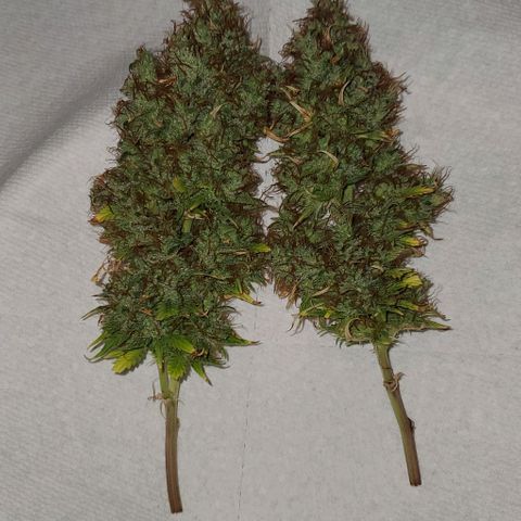 Bubbletwin Candy growlog photo: Chop day! Her biggest colas were HUGE