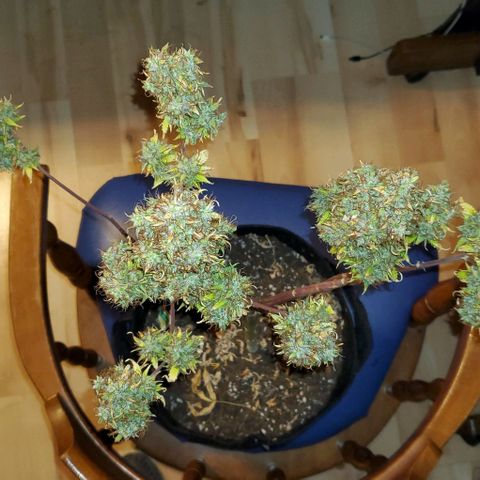 Bubbletwin Candy growlog photo: Chop day! Her biggest colas were HUGE