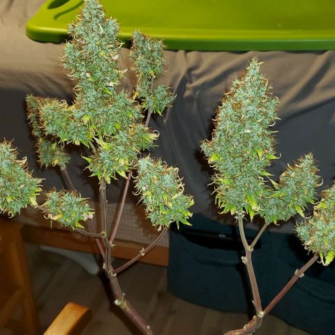 Bubbletwin Candy growlog photo: Chop day! Her biggest colas were HUGE