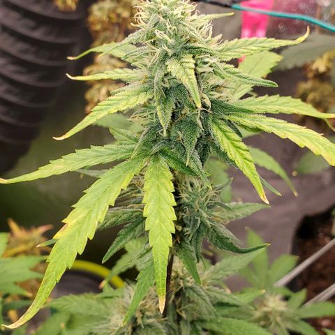 Corkscrew growlog timeline photo