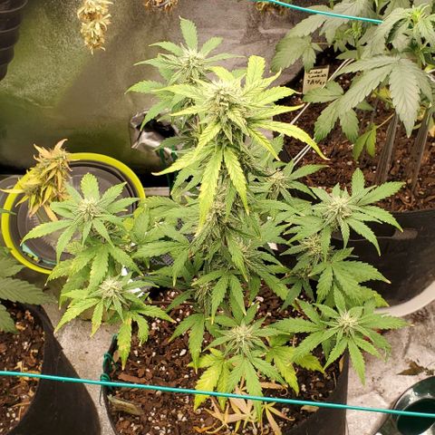 Corkscrew growlog timeline photo