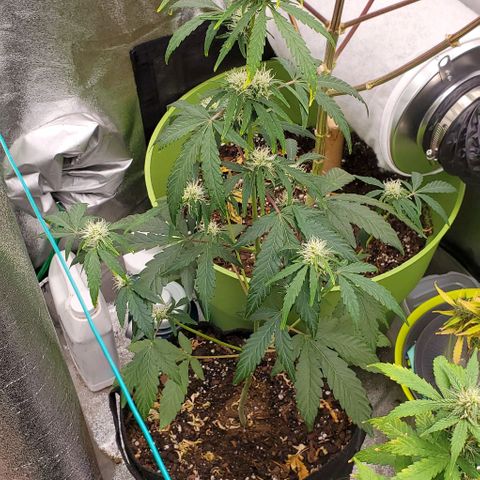 Bonnibel growlog timeline photo