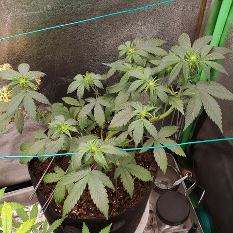 Eve growlog timeline photo