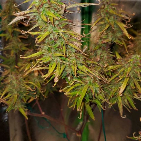 Starla growlog timeline photo