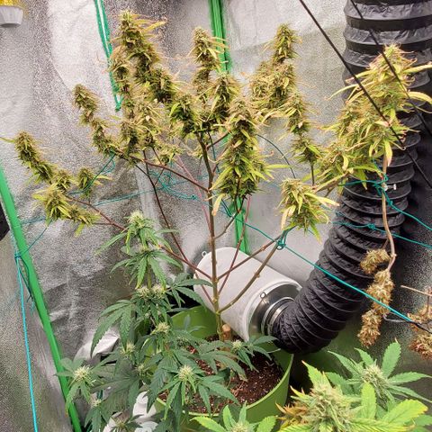 Starla growlog timeline photo