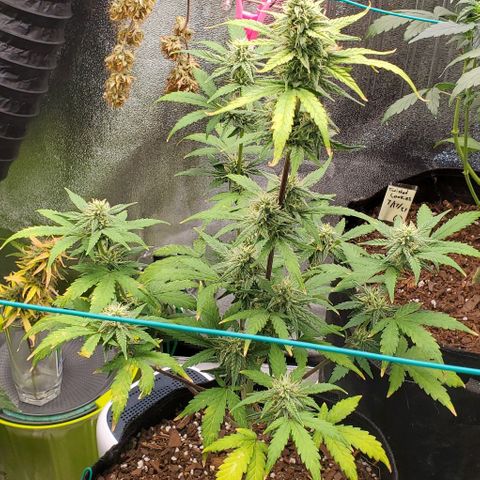 Corkscrew growlog timeline photo