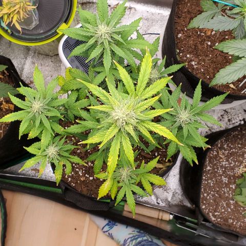 Corkscrew growlog timeline photo