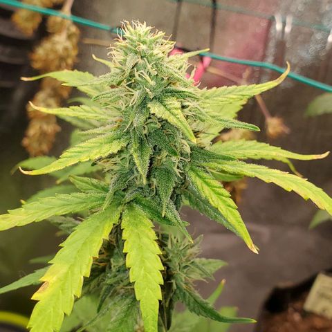 Corkscrew growlog timeline photo