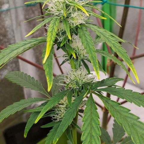 Bonnibel growlog timeline photo