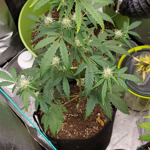 Bonnibel growlog timeline photo