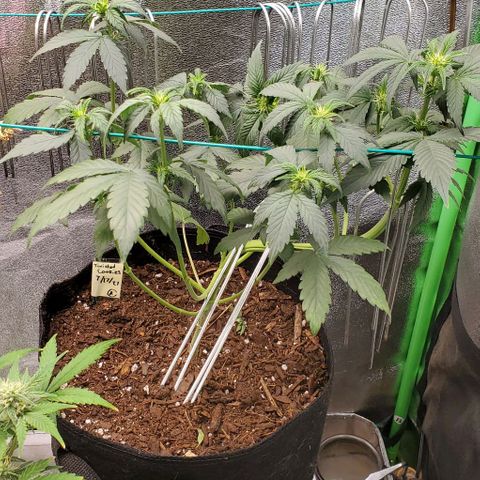 Eve growlog timeline photo