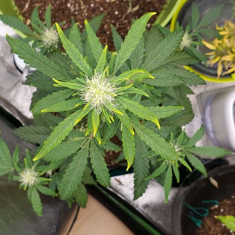 Bonnibel growlog timeline photo