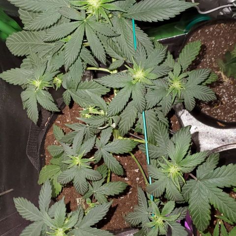 Eve growlog timeline photo