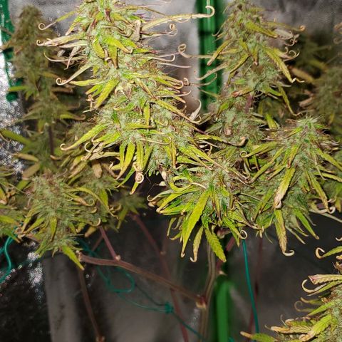 Starla growlog timeline photo