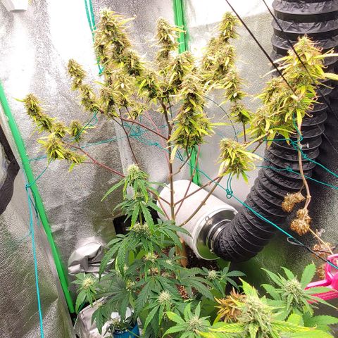 Starla growlog timeline photo