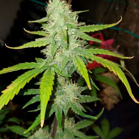 Corkscrew growlog timeline photo