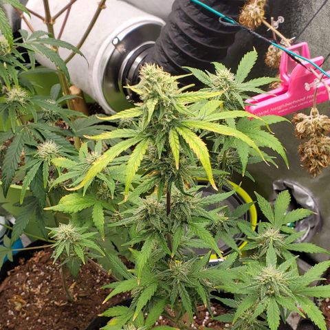 Corkscrew growlog timeline photo