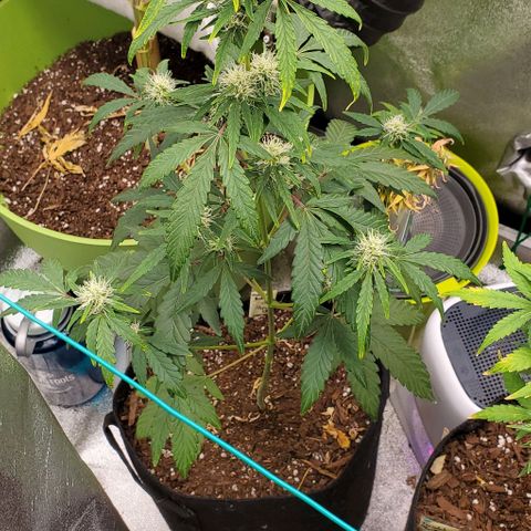 Bonnibel growlog timeline photo