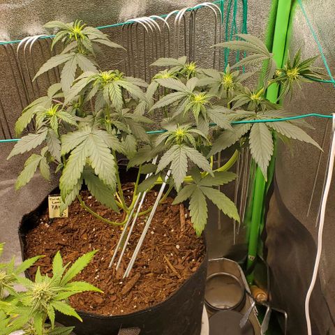 Eve growlog timeline photo