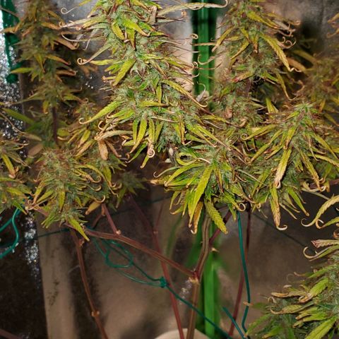 Starla growlog timeline photo