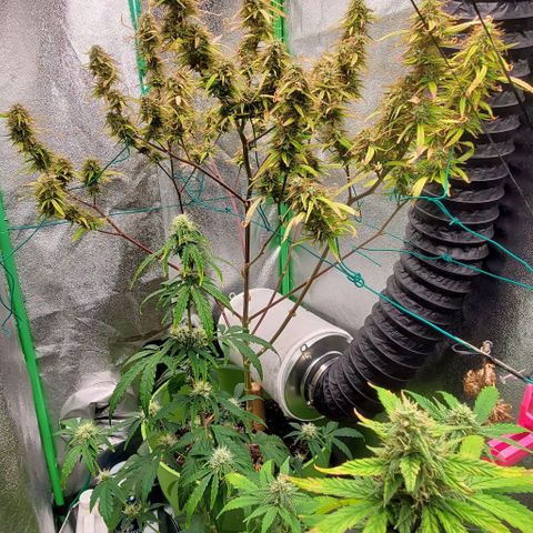 Starla growlog timeline photo