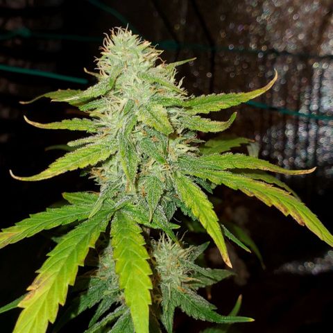 Corkscrew growlog timeline photo